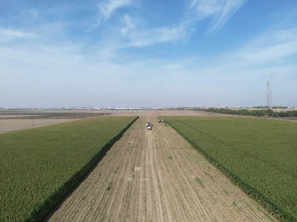    80 DÖNÜMLÜK ALANDAN 750 TON SİLAJ MISIR ÜRÜNÜ ALINDI