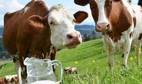 Ticari süt işletmelerince 819 bin ton inek sütü toplandı