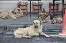 Av. Zorba: Başıboş köpeklerden dolayı her yaşanan olaydan belediyeler sorumludur