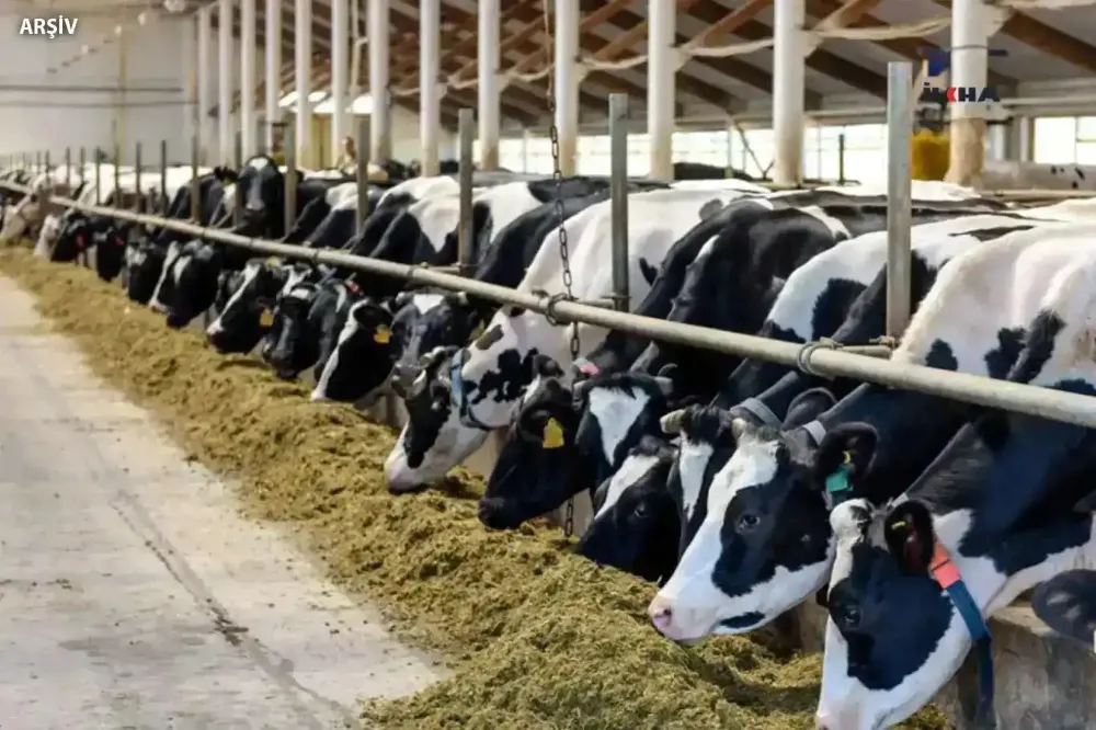 Yöresel hayvancılık işletmelerine 6,2 milyon lira destek verildi