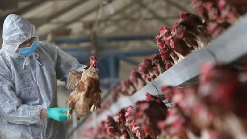 Türkiye’de kuş gribi yeniden görüldü 