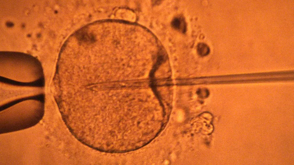 Bilim insanları Japonya