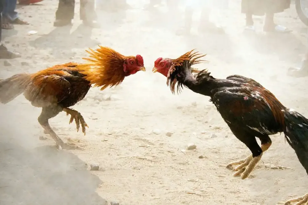 Horoz dövüştürenlere 242 bin lira ceza