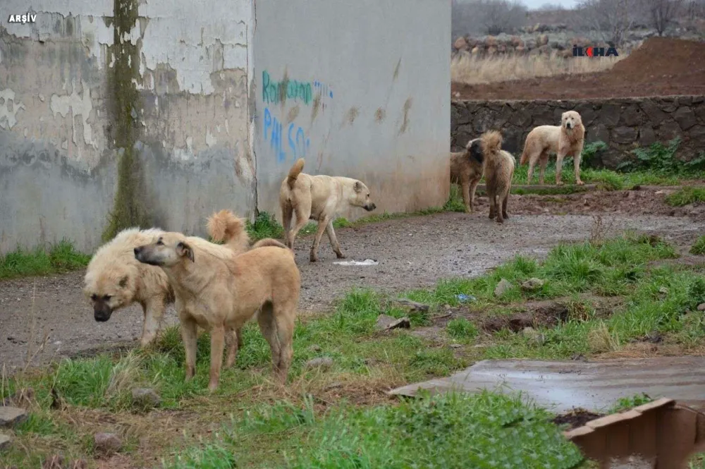 Ahıra giren başıboş köpekler 11 büyükbaş hayvanı telef etti