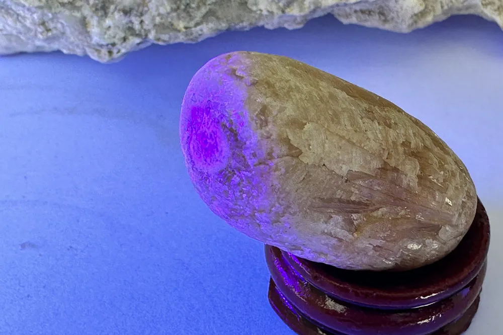 Tarlada bulunan taşlar palamut fosili çıktı