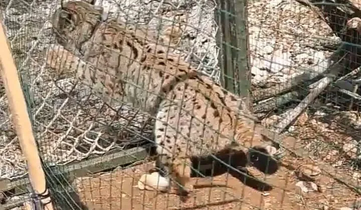 Vaşak “Toros”a Sıkı Takip. 