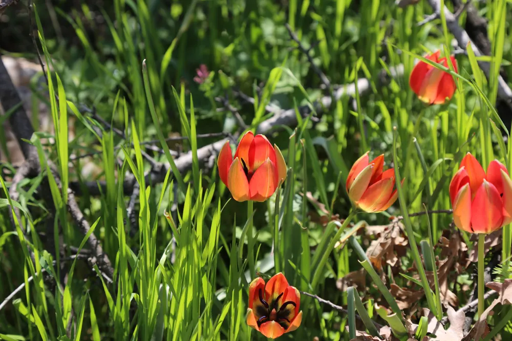 Manisa Lalesini koparmanın cezası 387 bin 142 TL