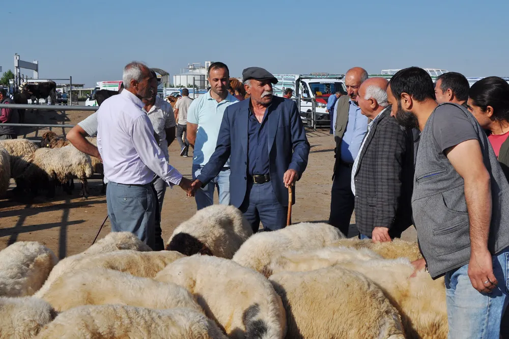 Kurban Bayramı öncesi kurbanlıklar görücüye çıktı