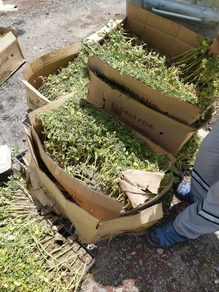 Magazinsel şov artı basın eşittir domates…