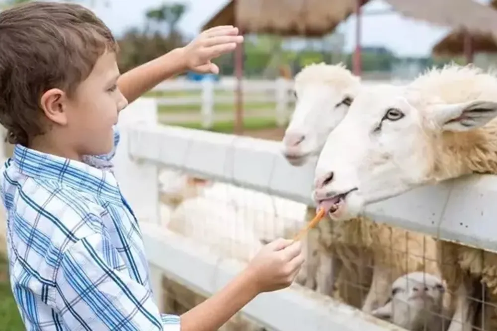 Kurban Bayramı çocuğun yaşına uygun anlatılmalı !