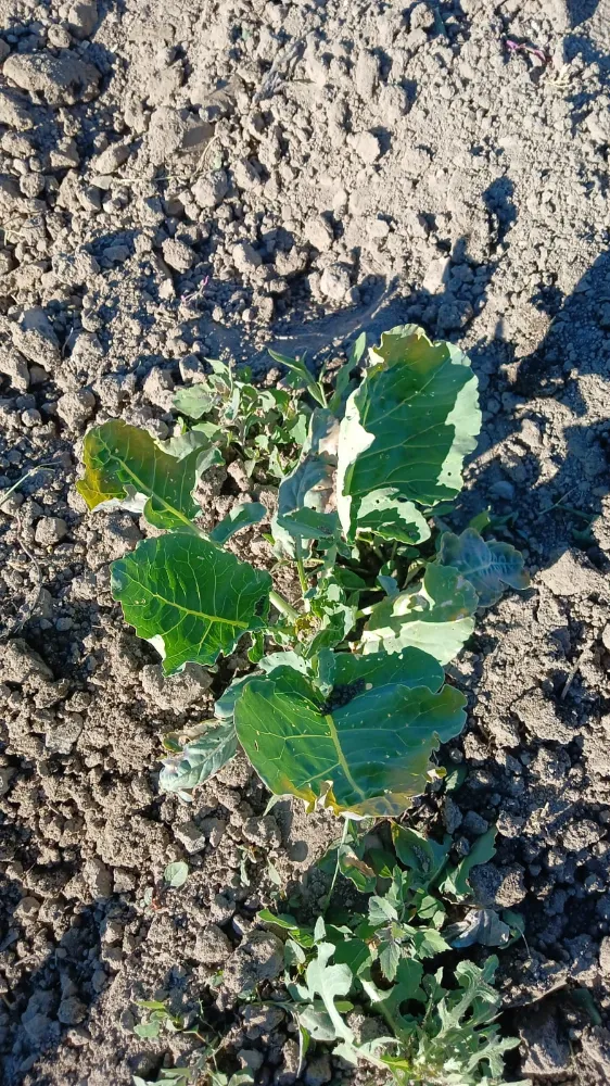 Erzurum Söğütlü Mahallesi