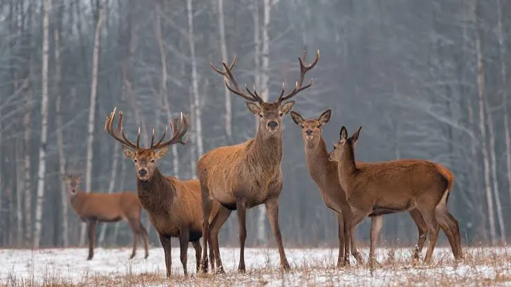 BOŞ KONUŞANLAR ÜLKESİ!