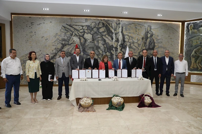 Araban sarımsağı için işleme ve paketleme tesisi kuruluyor 