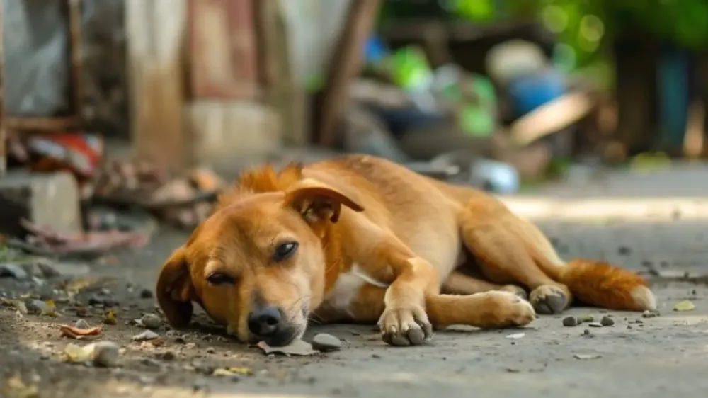 Sokak hayvanlarını koruma kanunu neleri içeriyor?