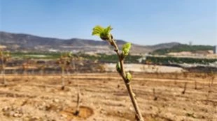 Yanan ormanlardan umut veren haber: Ağaçlar yeniden yeşermeye başladı 