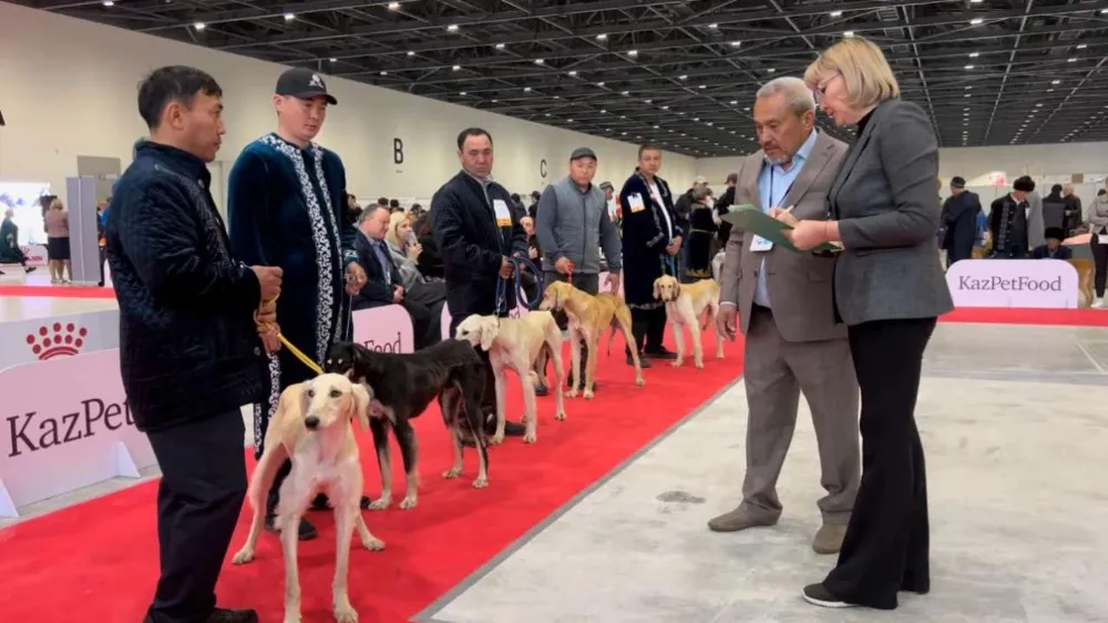 Tazy, yerli bir Kazak köpek ırkı olarak tanınmaktadır