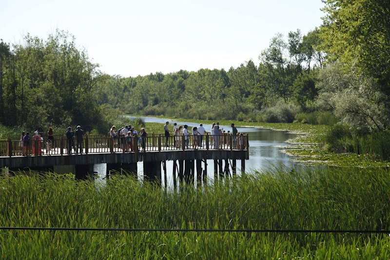 Acarlar Longozu yaz sezonunda turizmin gözdesi oldu 