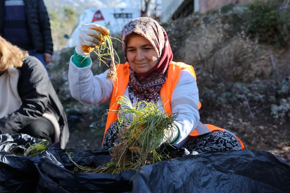 SAFRAN VE SALEP FİDELERİ MANAVGAT’TA TOPRAKLA BULUŞTU