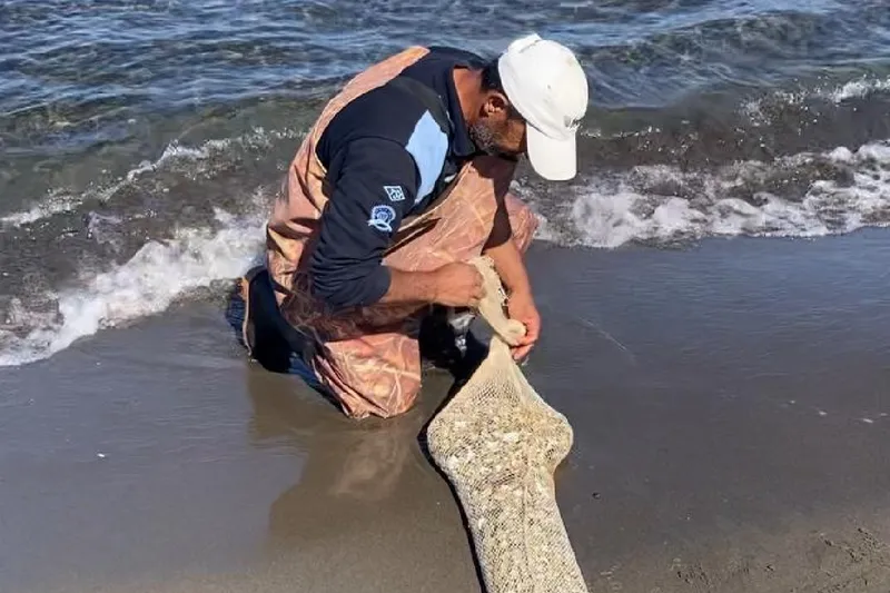 Samsun’da kaçak avlanan 1 ton kum midyesi yeniden denize bırakıldı