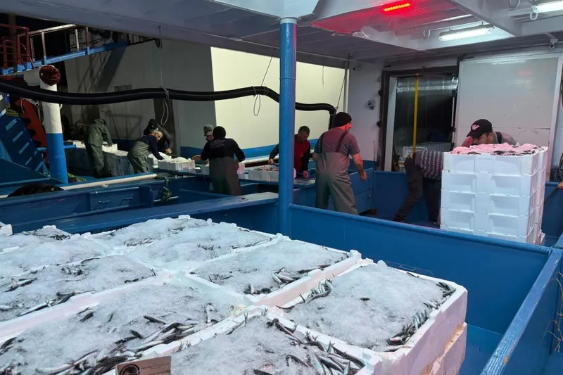 Hamsi avcılığında kota denetimleri devam ediyor