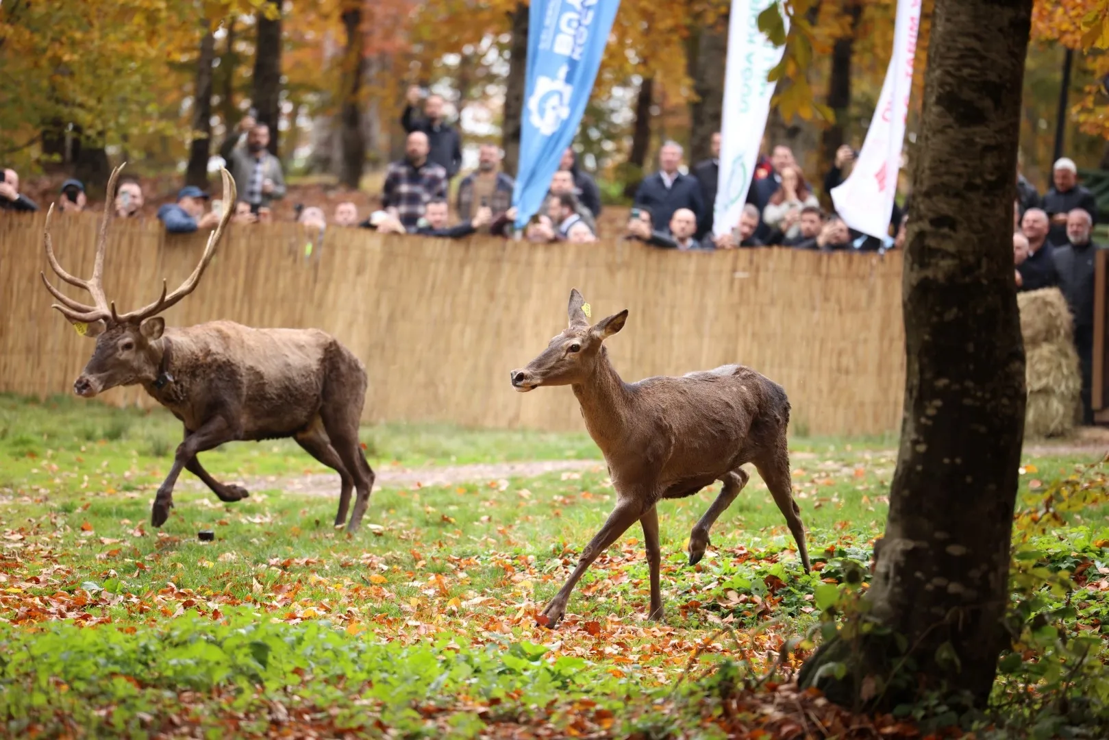 22 kızıl geyik Samanlı Dağları