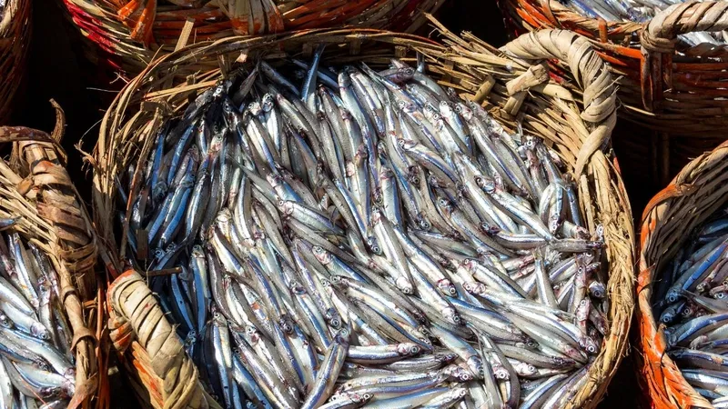 Karadeniz’de hamsi bereketi devam ediyor