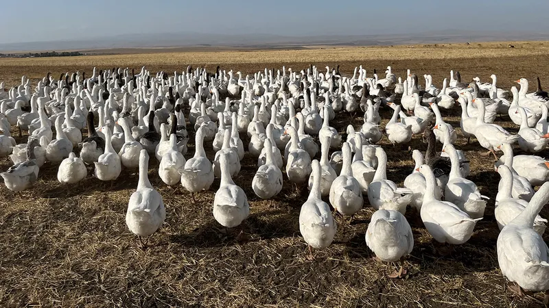 Kars’ta Kar yiyen kazlar kesime hazırlanıyor