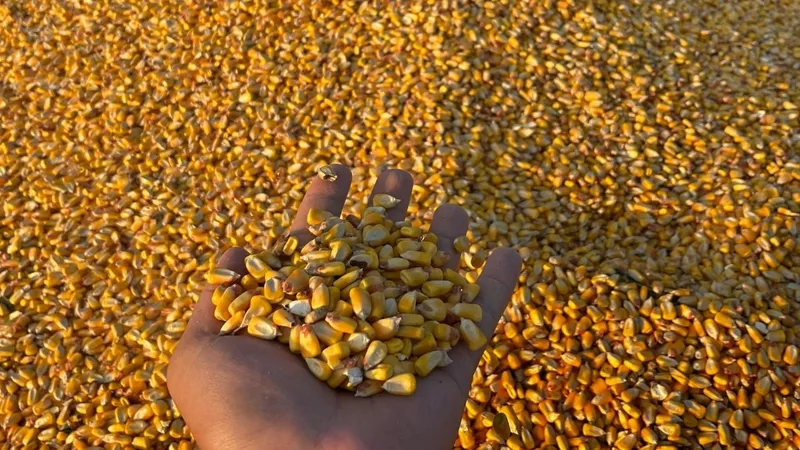 TİGEM, 1400 ton dane mısırı açık artırmayla satışa sunuyor