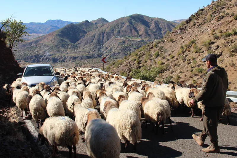 Göçerlerin aylarca süren zorlu göç yolculuğu başladı