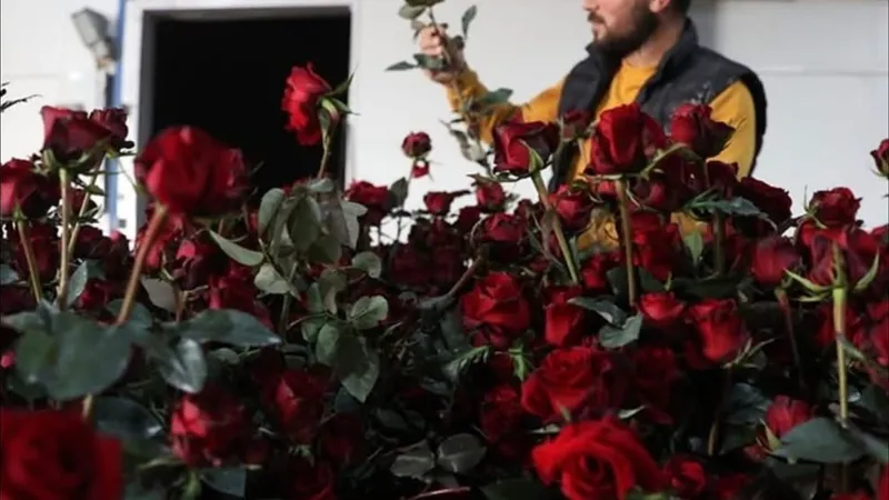 Elmalı Yaylası’nda Gül serasıyla tarımda yeni dönem