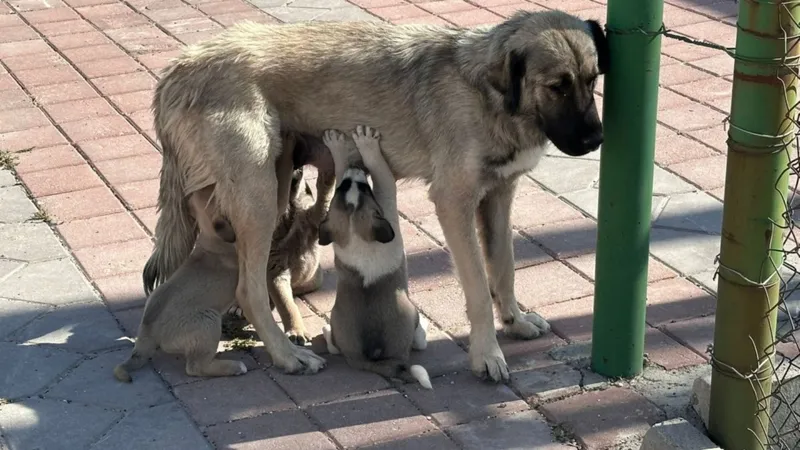İstanbul Valiliği’nden sokak köpeklerini 