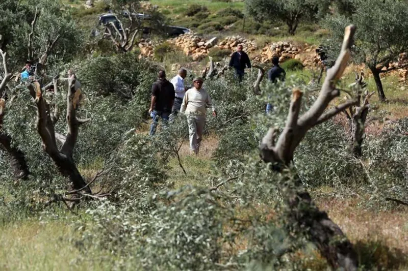 Siyonist rejim ve yerleşimci çetelerden zeytin hasadına 340 saldırı
