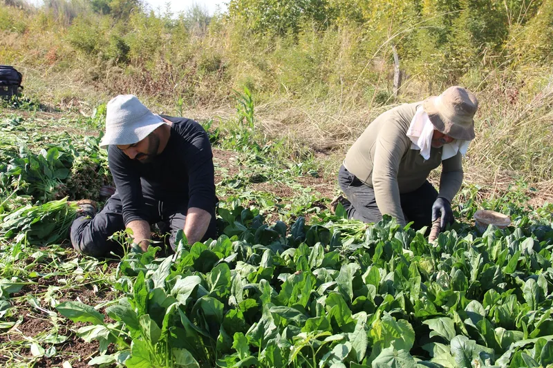 Çiftçilerden destek çağrısı: Üretiyoruz ama emeğimizin karşılığını alamıyoruz
