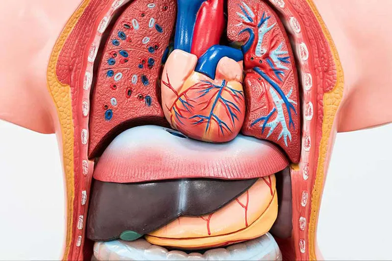 Bağışlanan her organ, filizlenen yeni bir hayattır