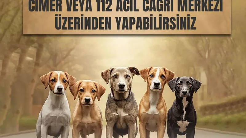 Kars Valiliği’nden sahipsiz hayvanlar için önemli duyuru