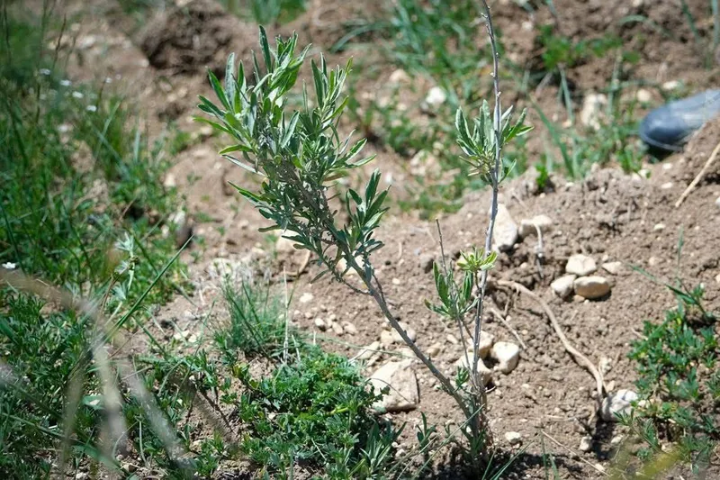 Alternatif yem kaynağı: Tuz çalısı