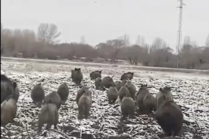 Ağrı şehir merkezine yakın bölgede domuz sürüsü görüntülendi