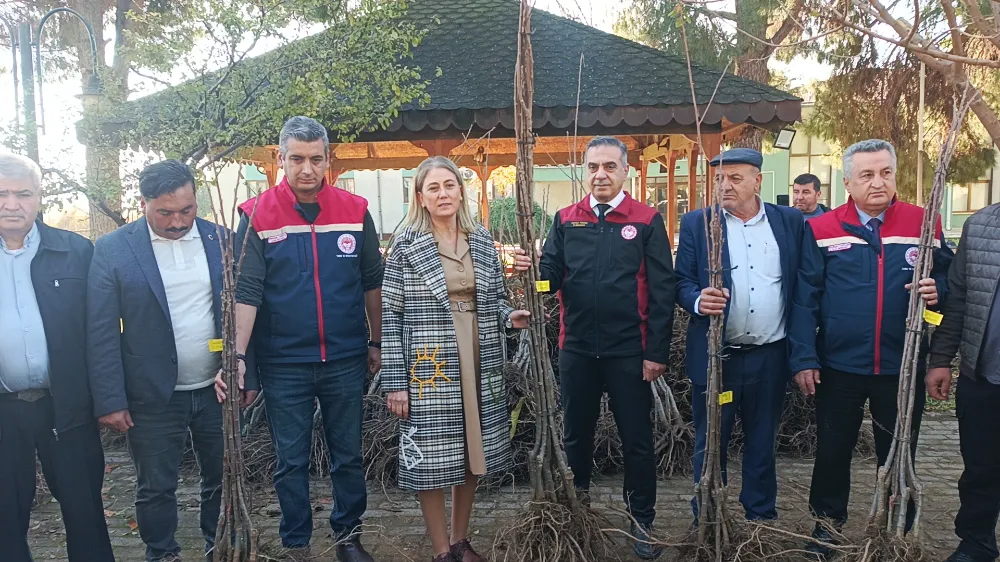 Nazilli kestaneye doyacak