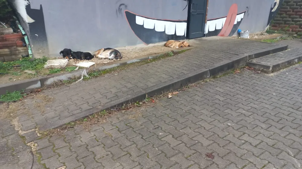 Sokaktaki köpeğe sözü geçmeyenlerin makamda ne işi var?