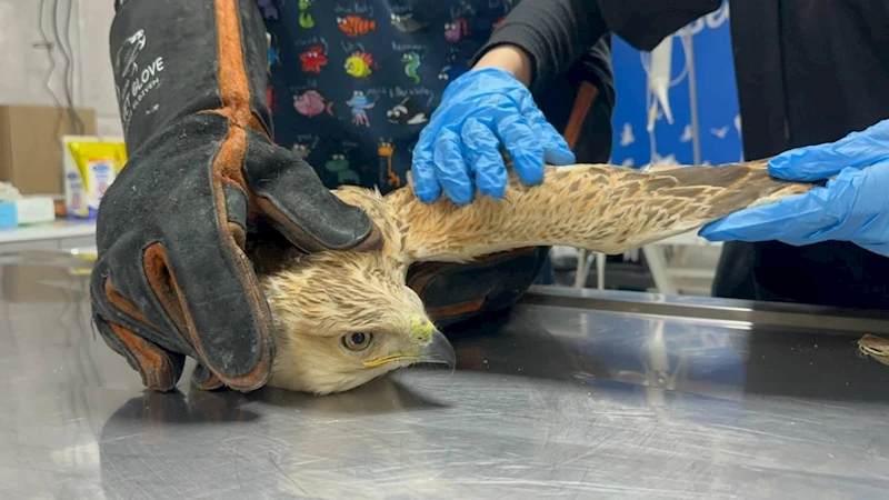 Adıyaman Belediyesi yaralı şahini doğaya kavuşturdu  - Videolu Haber