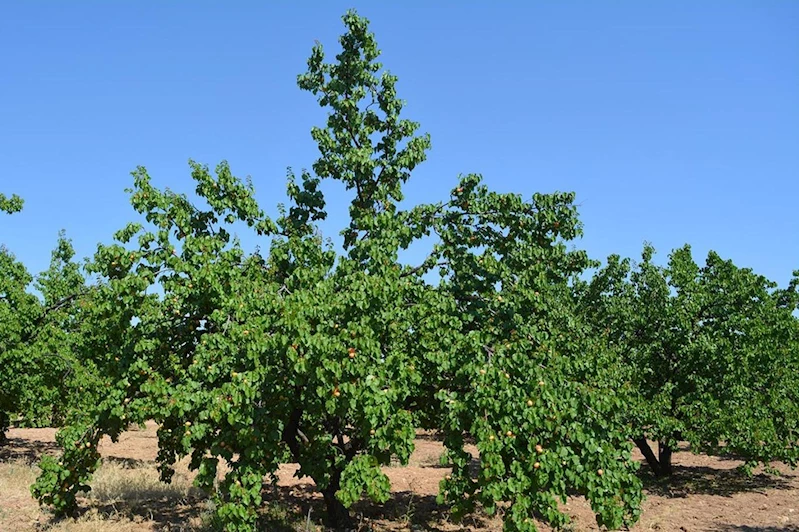 Bahar dönemi kayısı ağaçlarında ilaçlama uyarısı