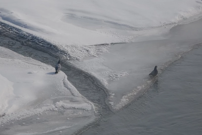 Ağrı, Ardahan, Kars