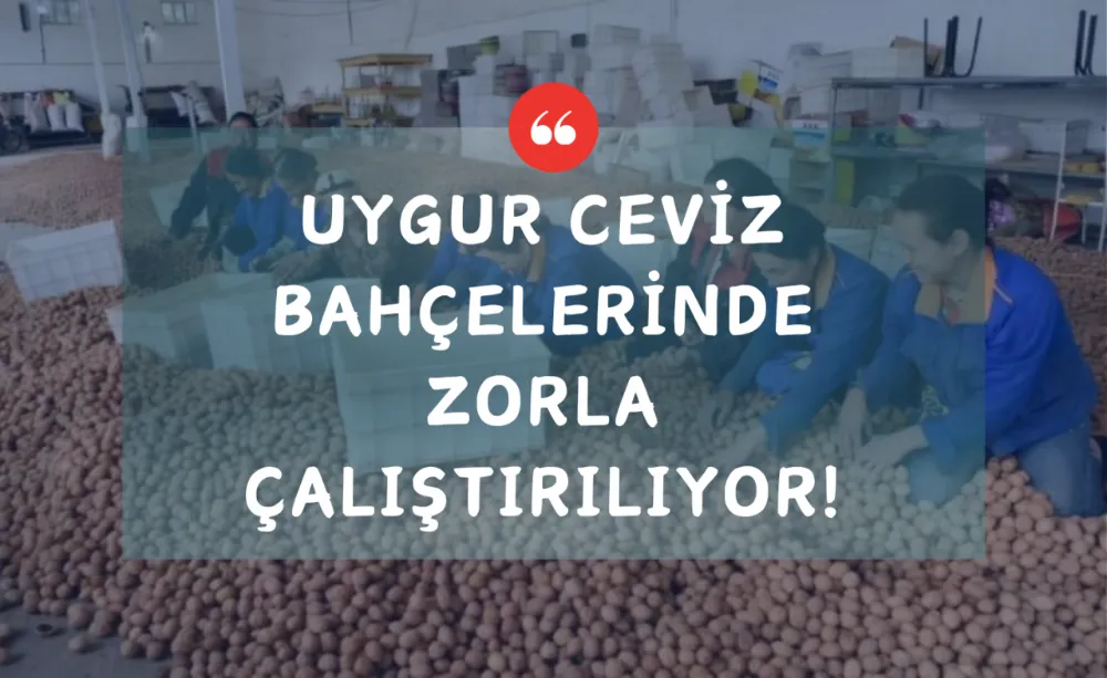 Uygur ceviz bahçelerinde zorla Çalıştırılıyor!