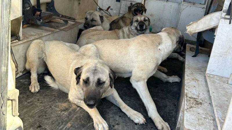 Kahta Belediyesi başıboş köpekleri toplamaya devam ediyor 
