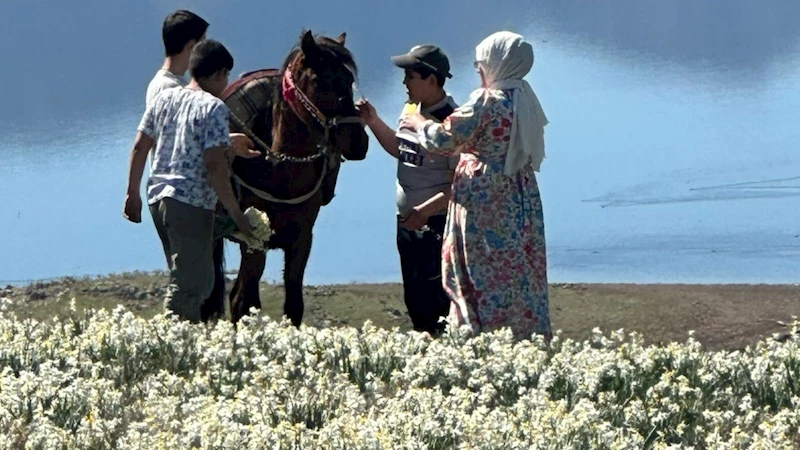 Gerger’de Nergis Bahçesi Yoğun İlgi Görüyor  - Videolu Haber