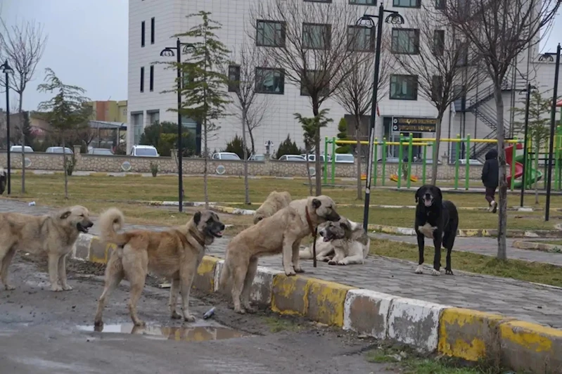 Başıboş köpeklerin saldırdığı 2 yaşındaki bebek hayatını kaybetti