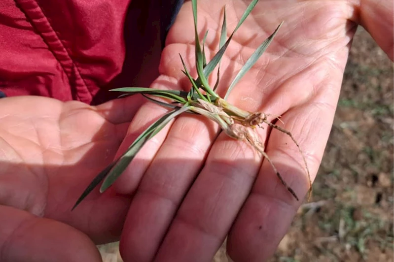 Bingöl İl Tarım ve Orman Müdürlüğü fenolojik gözlemler yapıyor