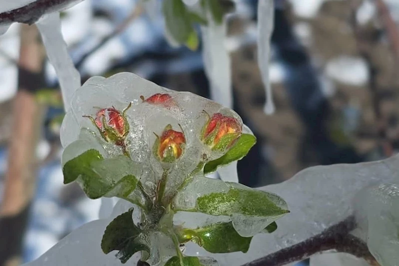ZMO Başkanı Çakmak: Don olayı çiftçileri zor durumda bıraktı, afet bölgesi ilan edilmeli