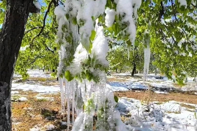 Meteoroloji’den çiftçilere zirai don uyarısı