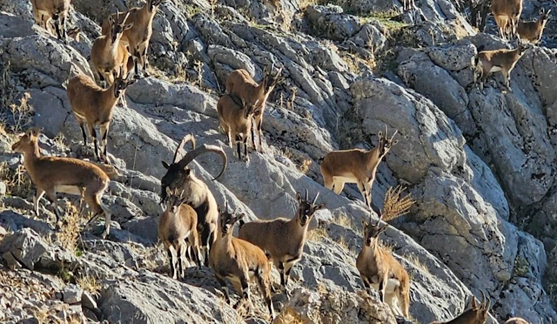 Nemrut’taki yaban yaşamı ilgi çekmeye başladı 